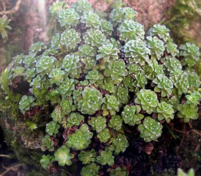 Saxifraga_iranica_2006-04-08.JPG