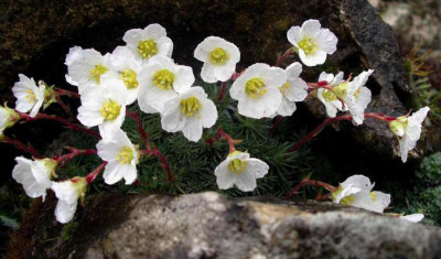 Saxifraga_burseriana_2006-04-09.JPG