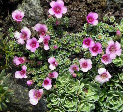 Saxifraga_Kabschia_2006-04-16_002.JPG