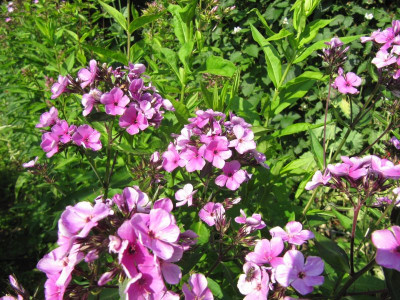 Drakonsämling erstblühend 150706.jpg