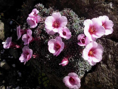 Saxifraga_Kabschia_2006-04-08_01.JPG