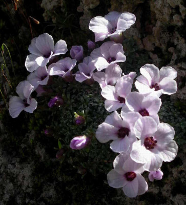 Saxifraga_Kabschia_2006-04-08_02.JPG