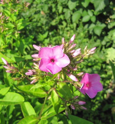 Drakonsämling pink 150706.jpg