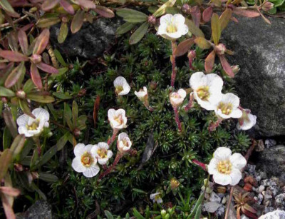 Saxifraga_Kabschia_2006-04-16_001.JPG