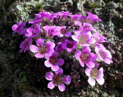 Saxifraga_Kabschia_2006-04-17_003.JPG