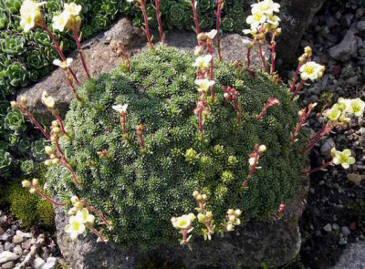 Saxifraga_Kabschia_2006-04-17_004.JPG