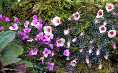Saxifragi_Kabschia_2006-04-18.JPG