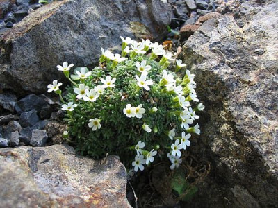 Androsace_pyrenaica_2006.jpg