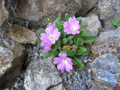 Primula_allionii_2006.jpg