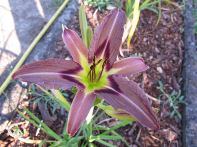IMG_7946_nicht cerulean star.JPG