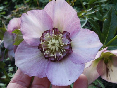 rosa1.jpg