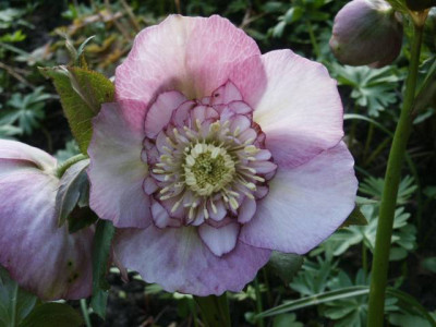 rosa2.jpg