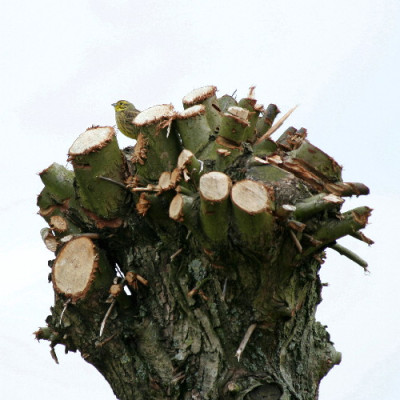 Bruch-April-06-05.jpg