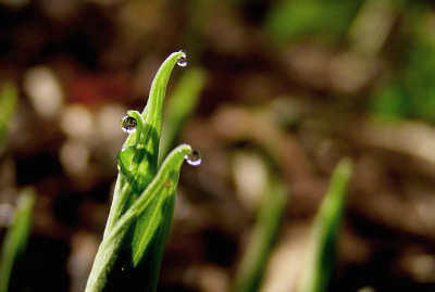 tropfen_hosta_1.jpg