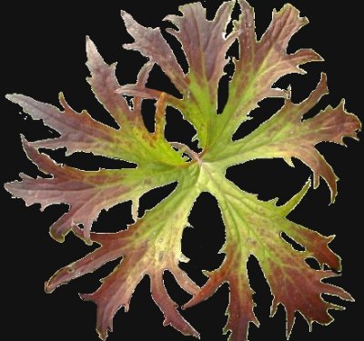Ligularia_Blatt_Cutout.jpg