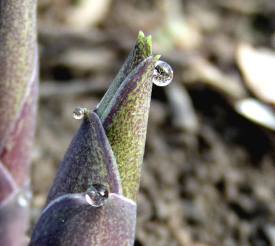 tropfen_hosta_2.jpg