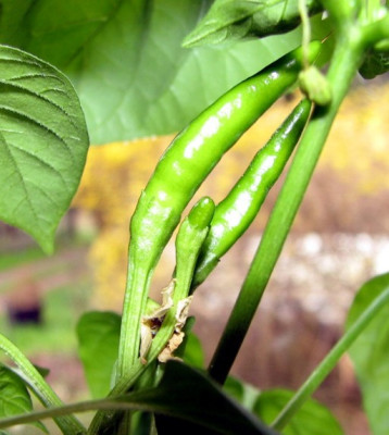 Chili19.04.06_002.jpg