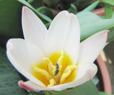Tulpenbesuch18.04.06_008.jpg