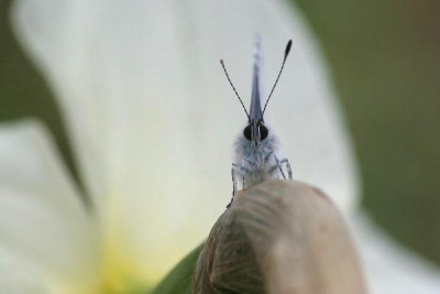 Celastrina_argiolus-01.jpg