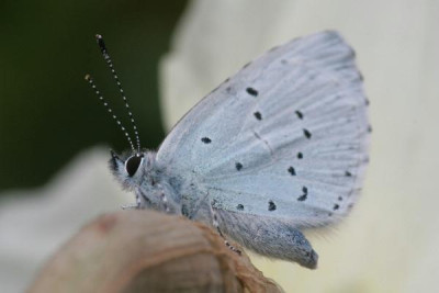 Celastrina_argiolus-02.jpg