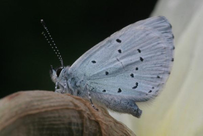 Celastrina_argiolus-03.jpg