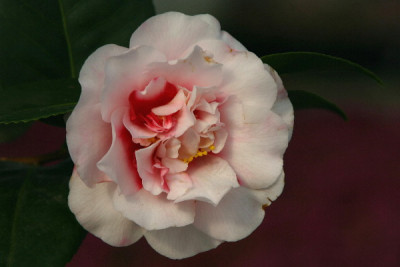 Camellia-April-01.jpg