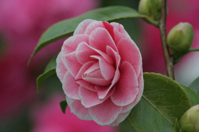 Camellia-April-02.jpg