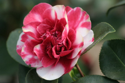 Camellia-April-03.jpg