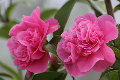 Camellia-April-04.jpg