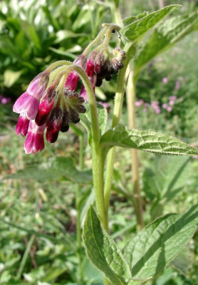 05220037_eSymphytum_Hybride.JPG