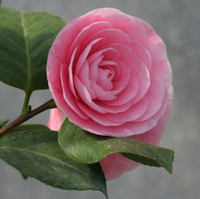 Camellia-April-05.jpg