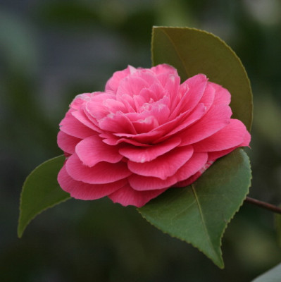 Camellia-April-06.jpg