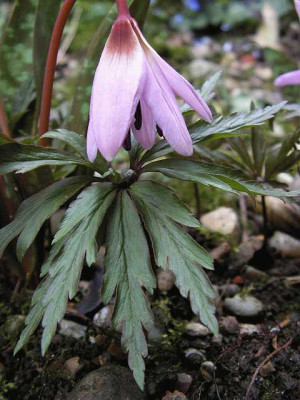 Anethronium_ranunculo-canis.jpg