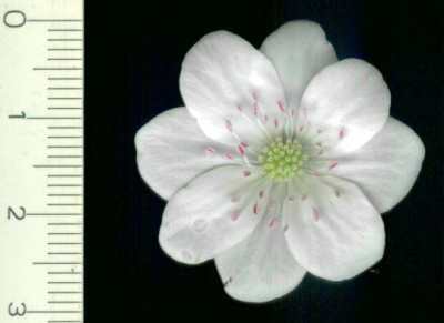 Hepatica_nobilis_alba_Oesterreich_04.06.jpg