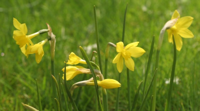 narcissus_odorus_regulosus_3084.jpg
