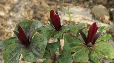 trillium_erectum_3091.jpg
