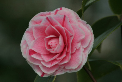 Camellia-April-07.jpg