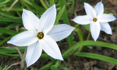 Ipheion_uniflorum_20060419.jpg