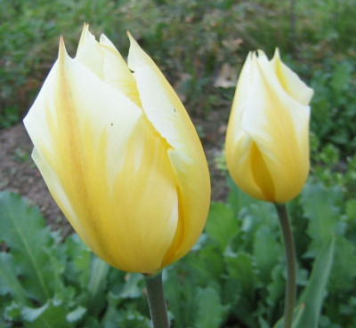 Tulipa_20060419.jpg
