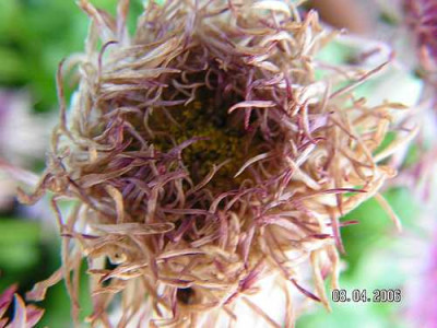 bellis_verblueht01.jpg
