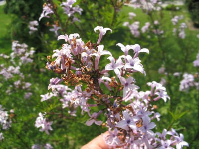 Syringa_oder_nicht_Blute.JPG