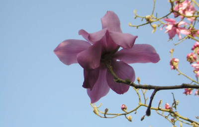 77Magnolia_camp_molli_Lanarth.jpg