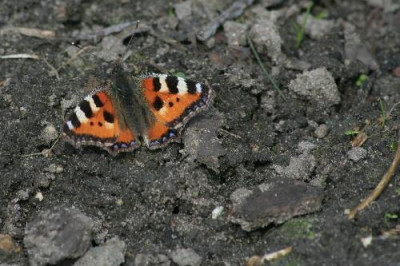 Kleiner-Fuchs-April-01.jpg