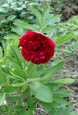 05220042_ePaeonia_officinalis_gefullt.JPG