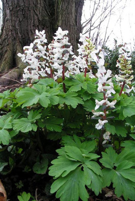 Corydalis_unbekannt.JPG