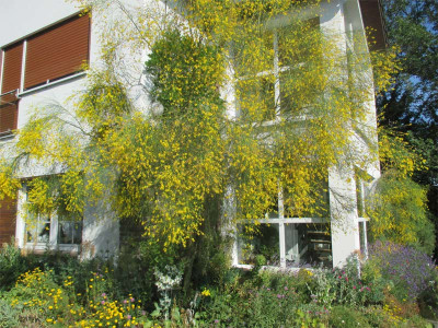 genista-aetnensis-070715.jpg