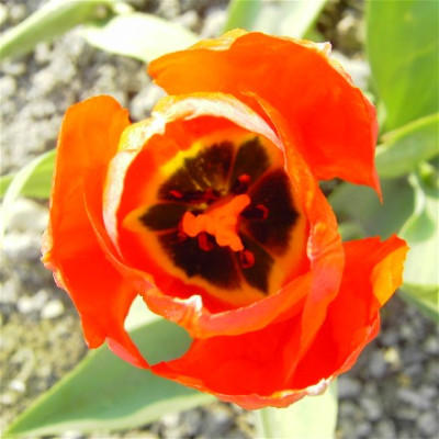Tulpeunbekrot.jpg