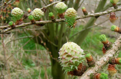 Larix_kaempferi.jpg