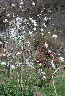 DSCN4762_Magnolia_stellata_u_Ribes_sangineum.jpg