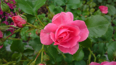 Rosenblüte_-_19062010077.JPG